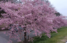 河津桜