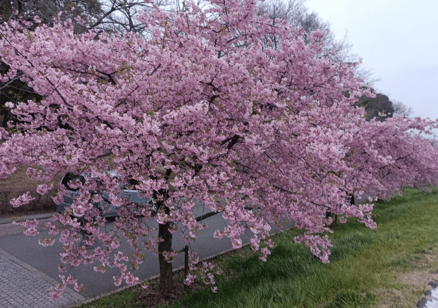 河津桜